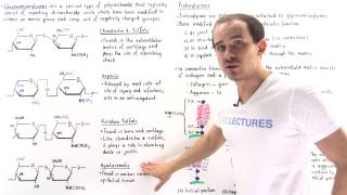 Glycosaminoglycans and Proteoglycans [upl. by Perrin716]