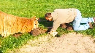 Ozzy Man Reviews Alpaca in a Hole [upl. by Hgielrebmik]