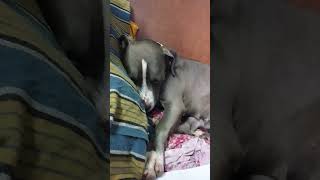 thara the american bully🐶 music song tamil tamilsong cover shortsfeed [upl. by Evetta]