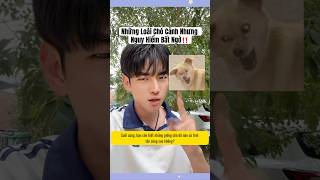 3 Giống Chó Có Tính Tấn Công Cao Bạn Đã Biết Chưa trendingshorts shortvideo [upl. by Ativ992]