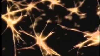 Neurociencia Neuronas espejo creadoras de empatía [upl. by Sivrep]