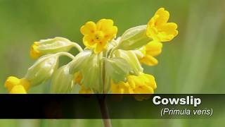 Cowslip HD UK Wildflowers 1 [upl. by Edijabab]