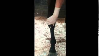 Horse carpal hygroma drainage [upl. by Kemppe]