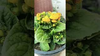 How to grow and care calceolaria flower plant winter care tips fertilizer  plants house [upl. by Laekcim]