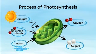 The process of Photosynthesis  Nutrition in Green plants  Animation [upl. by Attenweiler]