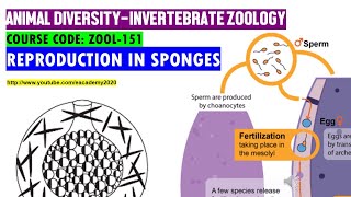 Reproduction in Sponges [upl. by Odlareg]