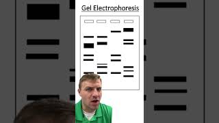 Gel Electrophoresis [upl. by Iadrahc983]