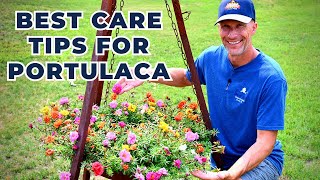 Best Care Tips for Drought Tolerant PORTULACA Moss Rose or Purslane [upl. by Seigel901]