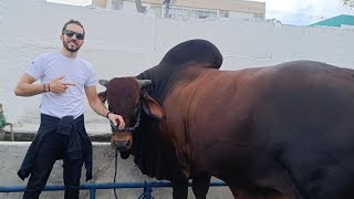 EXPOSIÇÃO DE ANIMAIS DO CORDEIRO RECIFE PERNAMBUCO [upl. by Flossie]