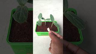 Grow plants faster in cocopeatshorts plants grow gardening [upl. by Burt89]