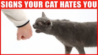 14 Signs Your Cat Hates You [upl. by Iuq]