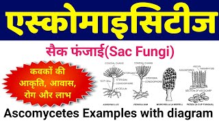 एस्कोमाइसिटीज कवक  ascomycetes fungi example  ascomycetes examples with diagram  Sac Fungi hindi [upl. by Hairem310]