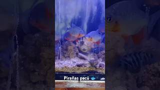 Pirañas Pacu acuario fish piranha trend music [upl. by Chloette]