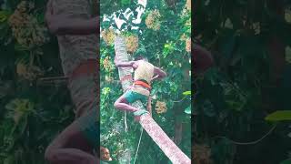 tree climbing coconut tree 🌴 cuttingmanHigh risk worksafety [upl. by Yelrihs]