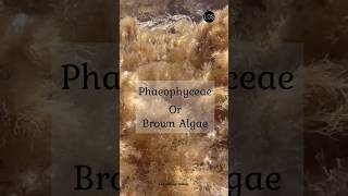 Class Phaeophyceae Class 11 Biology  Brown algae shorts biology [upl. by Marola]