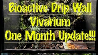 BIOACTIVE Drip Wall Vivarium 1 Month UPDATE [upl. by Nomrac]