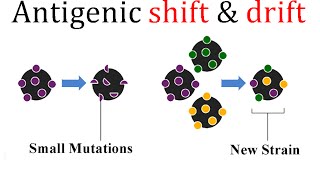 Antigenic shift and drift [upl. by Reppart483]