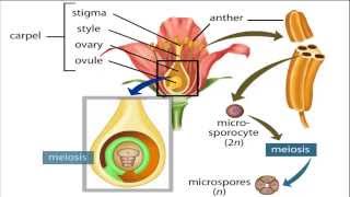 angiosperm life cycle [upl. by Ainesell]