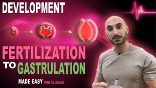 Introduction to Embryology  Fertilisation to Gastrulation Easy to Understand [upl. by Eednyl571]