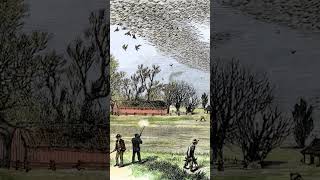 Top 10 Extinct Animals Part 7  Passenger Pigeon science extinctanimals [upl. by Salta]