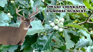 Dwarf Chinkapin Oak by Morse Nursery [upl. by Yziar969]