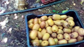 Συγκομιδή ακτινιδίων στο ΔίονΠιερίαςPicking kiwifruit in GreeceΑθανάσιος Πισαλίδης [upl. by Eiramesor]