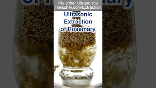 Rosemary Extraction Using an Ultrasonic Homogenizer UP400St ultrasonic extraction sonicator [upl. by Hashim863]