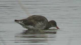 240921 RSPB Saltholme highlights [upl. by Acim717]