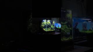 THE ROCK  aquascape tank  Rock Aquascape By MZaquascaper [upl. by Acireit78]