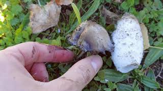 Diferencia entre Coprinus comatus y Coprinus atramentarius Coprinopsis Los dos en el mismo sitio [upl. by Nagard594]