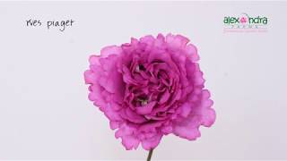 Yves Piaget Garden Rose Timelapse [upl. by Einnhoj]