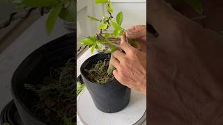 Bonsai shaping for Acerola cherry tree bonsaitips bonsai bonsaitree bonsaiideas [upl. by Davena113]