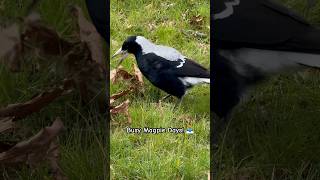 Magpie Nesting Finding Mrs Henry Magpies Home busy magpie mum spring life [upl. by Fishman]