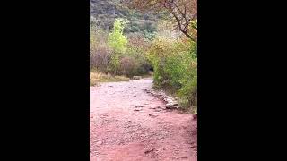 Leopard at Trail 5 Islamabad  Trail 5 Margalla Hills  Leopard [upl. by Carolynn]