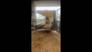 Brahman Cattle Loaded for the Stock Show [upl. by Na]