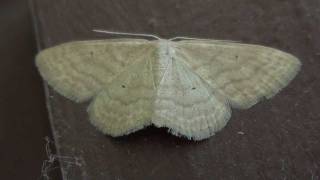 Large Laceborder Moth Geometridae Scopula limboundata Dorsal View [upl. by Anifur]