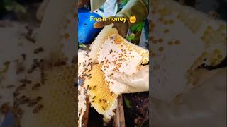 Extreme Honeycomb harvesting 🍯 Harvesting honey from beehive 🐝 EP85 trending shorts satisfying [upl. by Nihs]