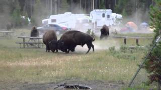 Combat Bison camping Yellowstone Aout 2010 [upl. by Gladys519]