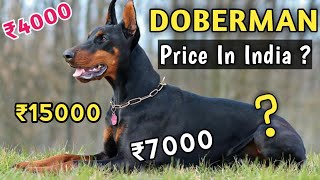 Doberman Pinscher Dog Price In India 2024  Price Of Doberman In India [upl. by Nils]