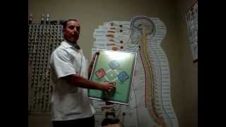 What Is Applied Kinesiology  Dr Vrzal  Vrzal Chiropractic [upl. by Nikolas66]