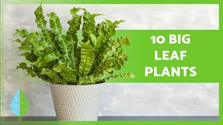 10 LARGE LEAF PLANTS 🌿 Indoor and Outdoor Plants [upl. by Tisha]