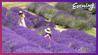 The Sequim Lavender Festival is back and in full bloom [upl. by Marybeth]