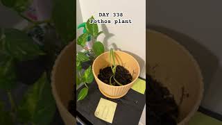 DAY 338 of monitoring the Pothos plant [upl. by Longley]