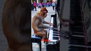 Monkey shortsfeed youtubeshorts animals shorts [upl. by Awram443]