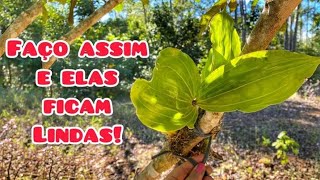 Amarrando Orquídeas e Bromélias em árvores Melhor jeito [upl. by Alliuqet]