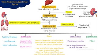 Renin Angiotensin Aldosterone System Chapter 19 part 5 Guyton and Hall Physiology [upl. by Krute]