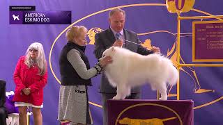 American Eskimo Dogs  Breed Judging 2024 [upl. by Lehmann847]