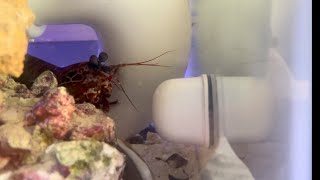 Mantis shrimp punching glass cleaner [upl. by Howland]