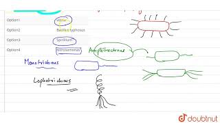 Which one is peritrichous  12  KINGDOM MONERA THE PROKARYOTES  BIOLOGY  DINESH PUBLICATIO [upl. by Aneloj]