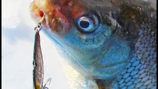 Whitefish Tips and Techniques [upl. by Alhsa]